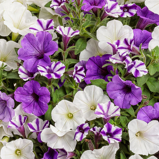 Petunia Lavender & White
