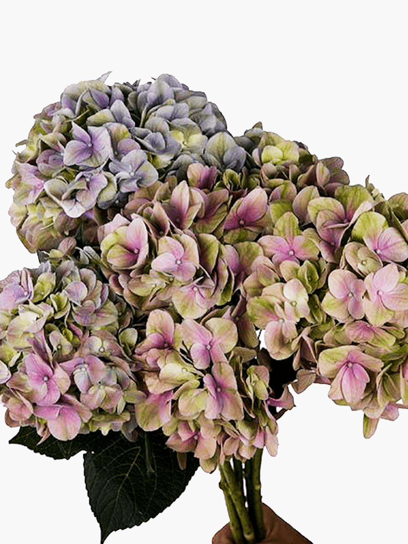 Antique Hydrangea - CherryBlossomDubai.ae