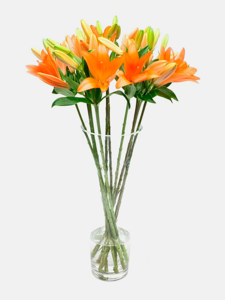 Orange Asiatic Lilies