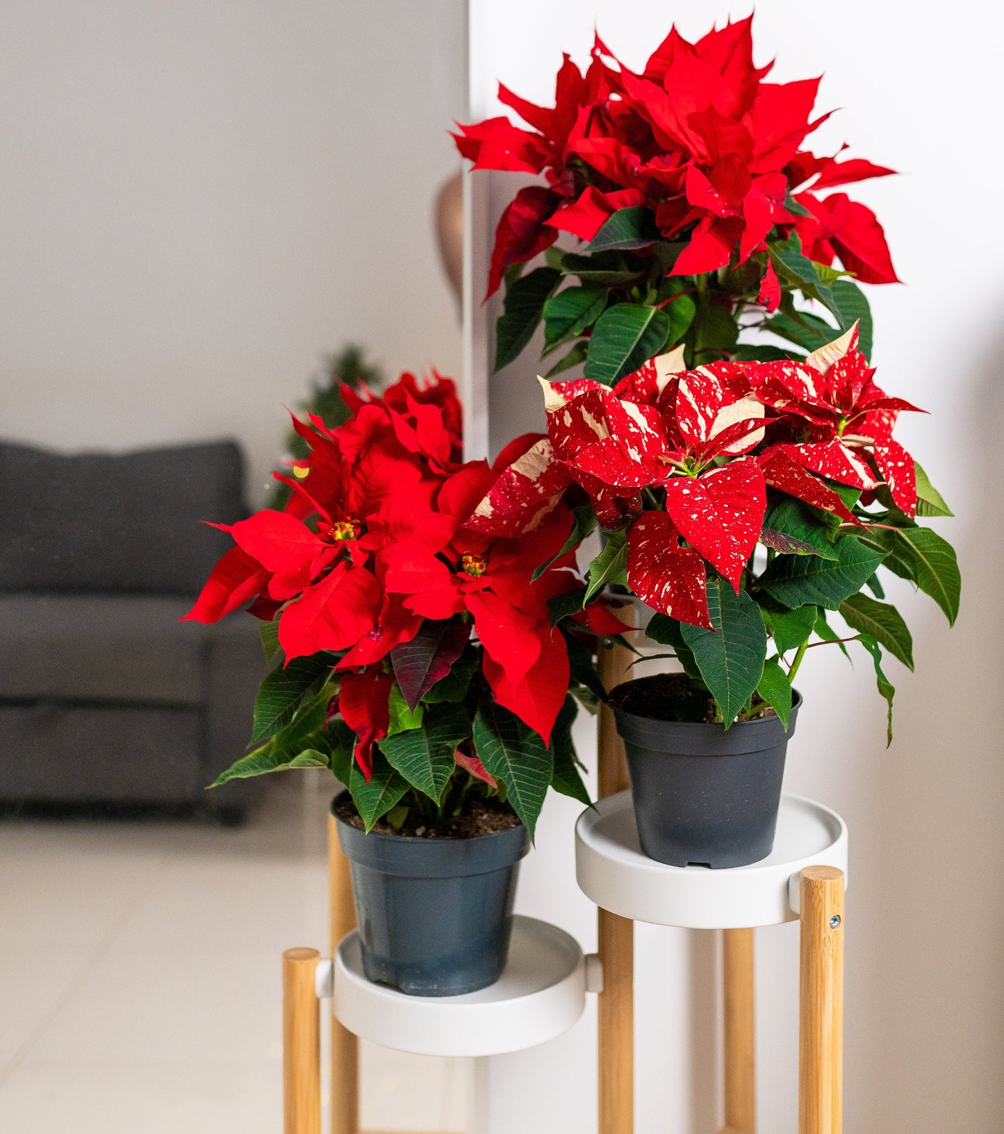 Red Poinsettia (Set of 2)