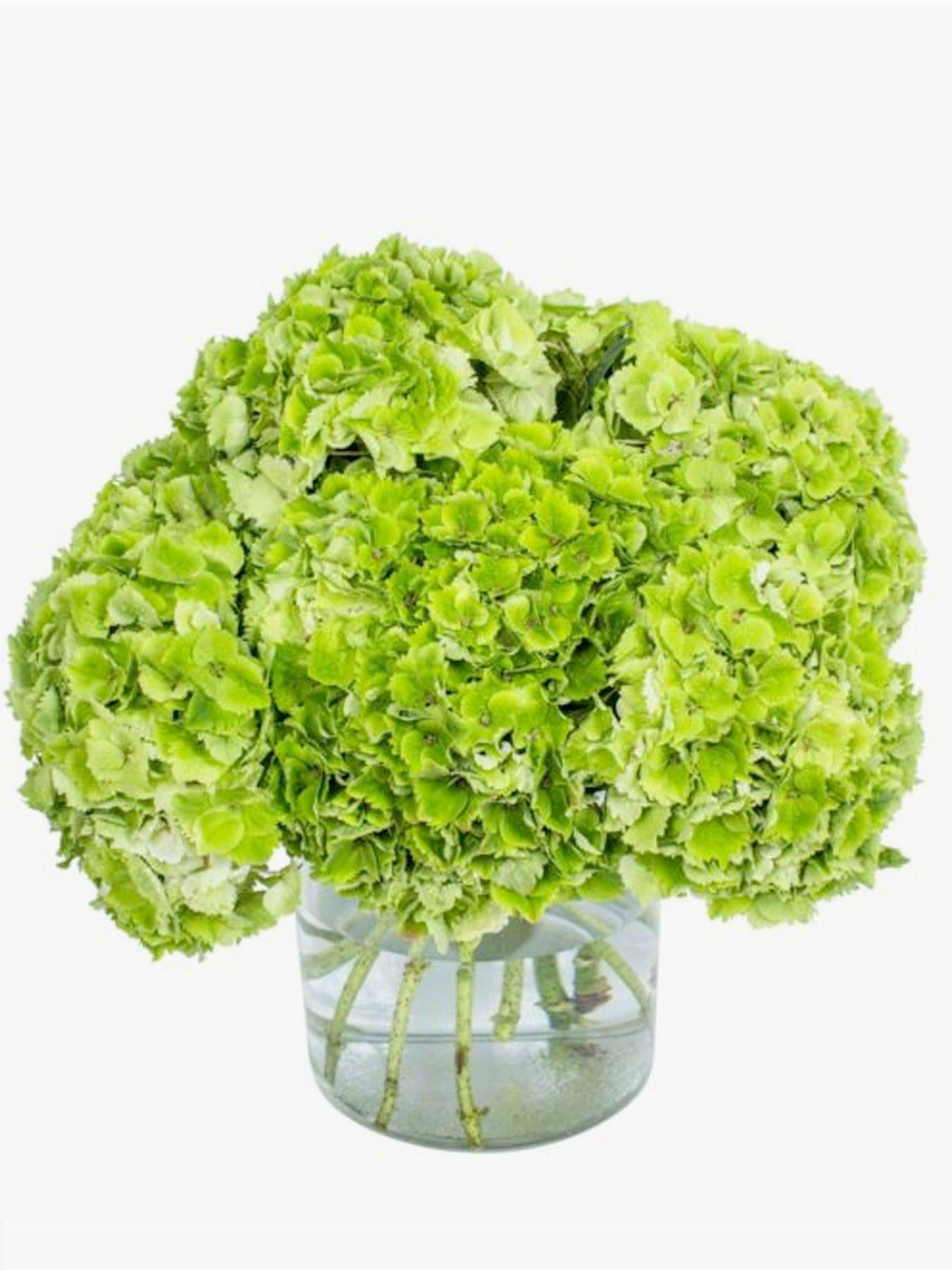 Green Hydrangea - CherryBlossomDubai.ae