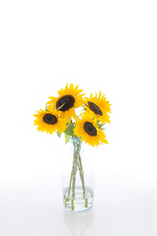 Spotlight on sunflowers; The flower of friendship - CherryBlossomDubai.ae