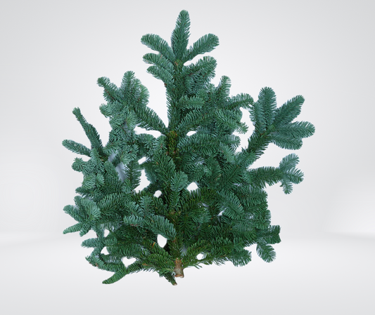 Pine Branches [bunch of 3]
