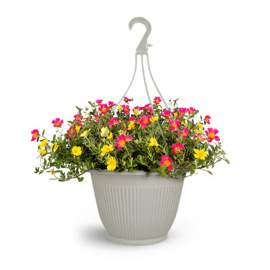 Portulaca Orange & Pink
