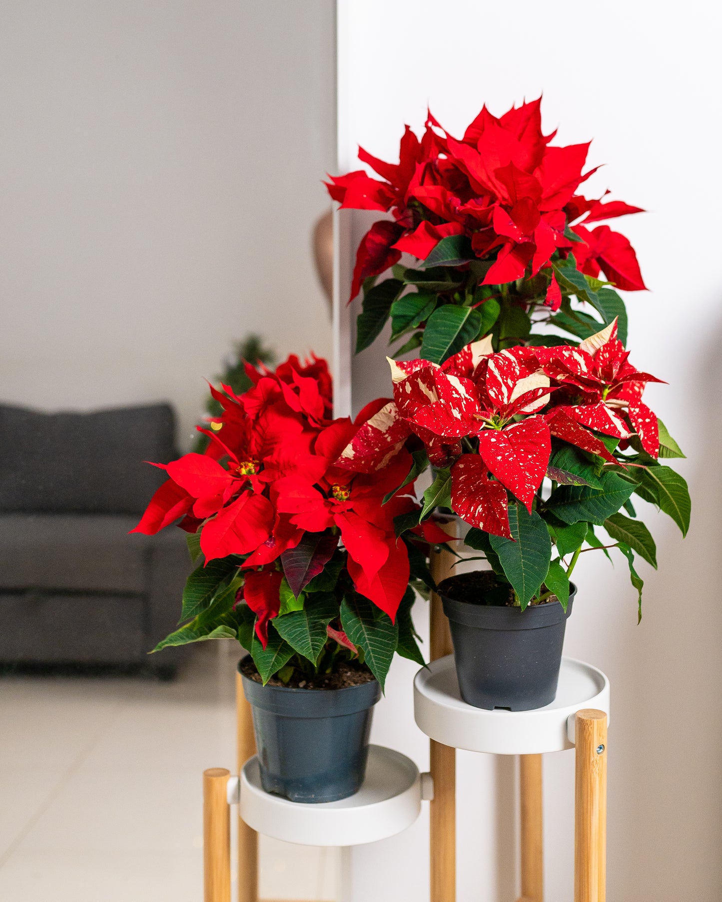 Red Poinsettia (Set of 2)