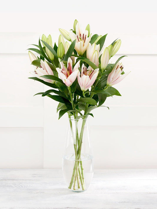 Pink Oriental Lilies - CherryBlossomDubai.ae