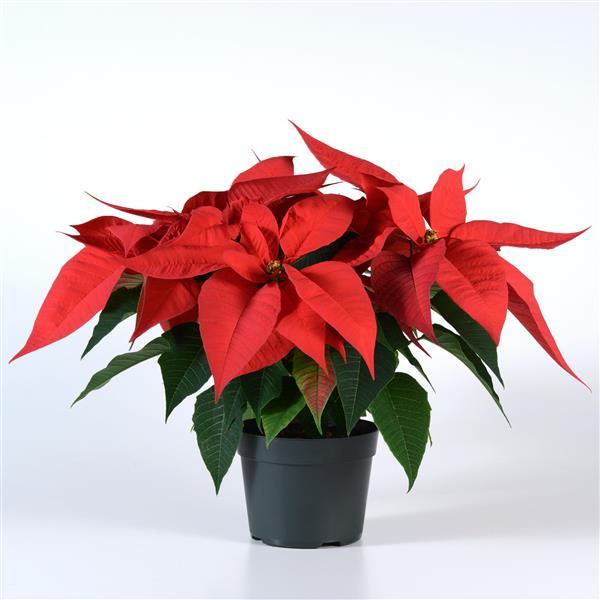 Red Poinsettia (Set of 2)