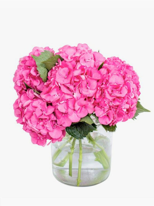 Ruby Pink Hydrangea - CherryBlossomDubai.ae