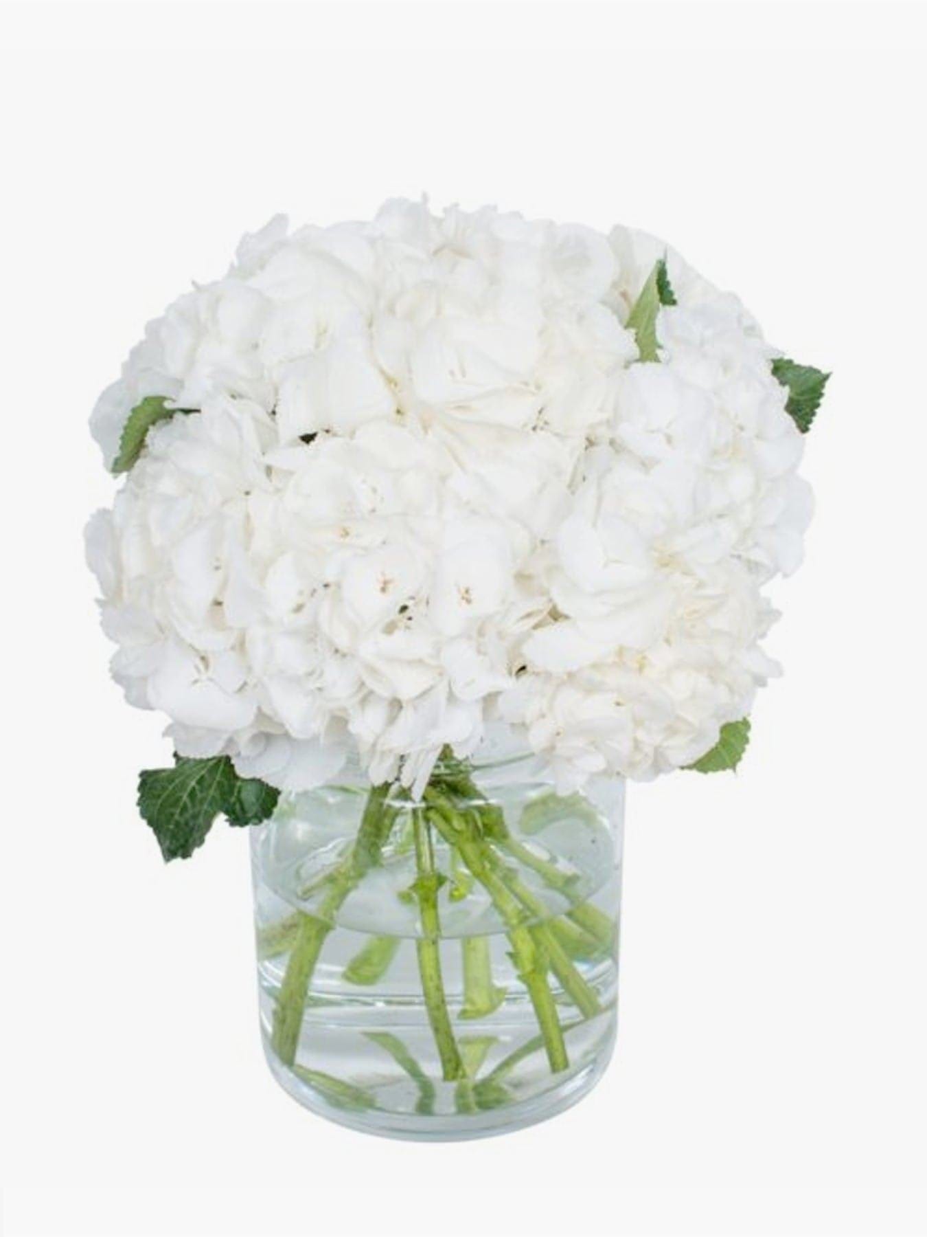White Hydrangea - CherryBlossomDubai.ae