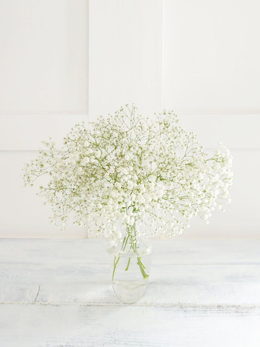 Snow White Gypsophila - CherryBlossomDubai.ae